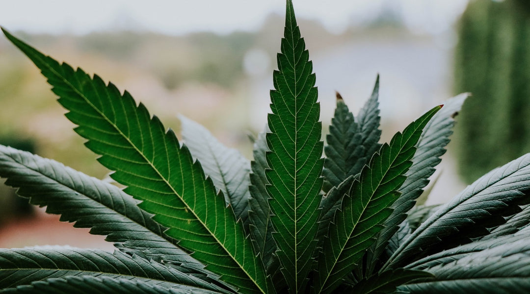 Hemp Can Purify Our Air