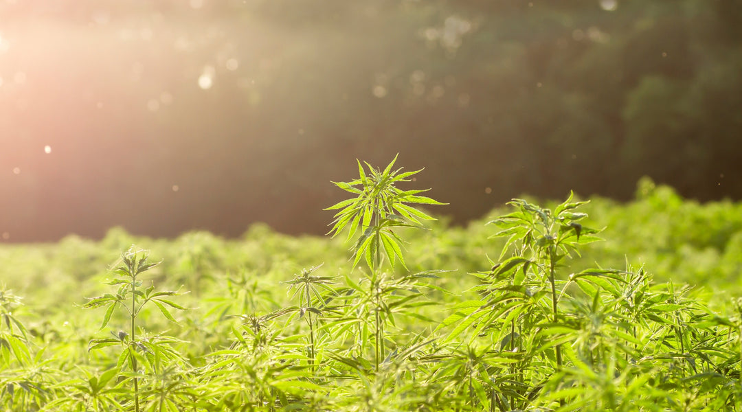 Hemp for Humanity🌱Hemp Clothing Benefits