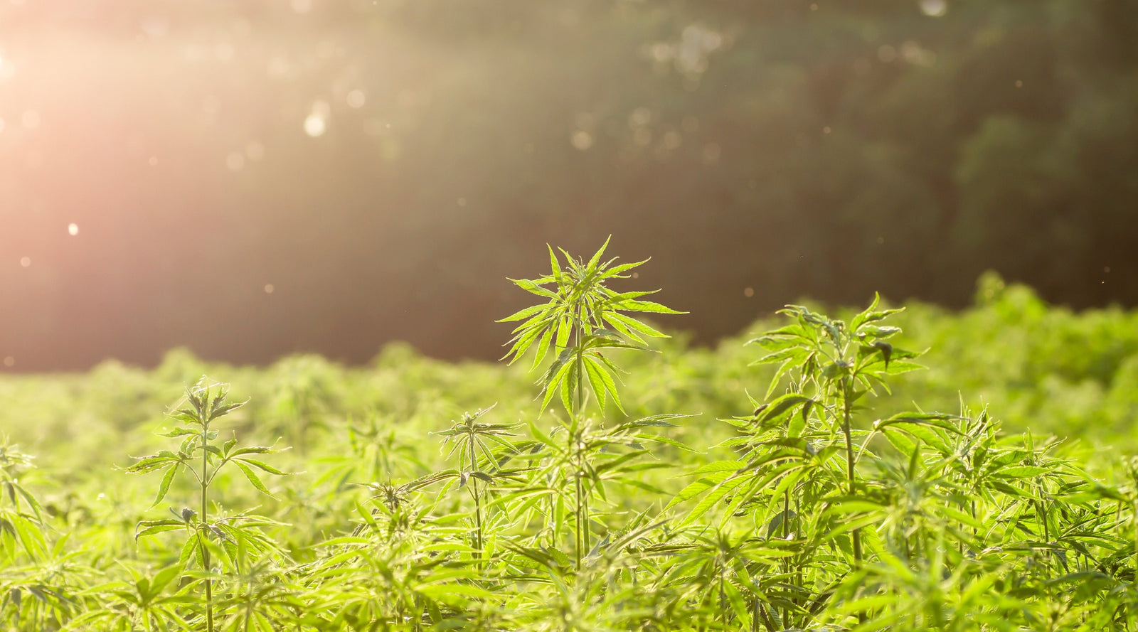 Hemp Clothing Benefits.