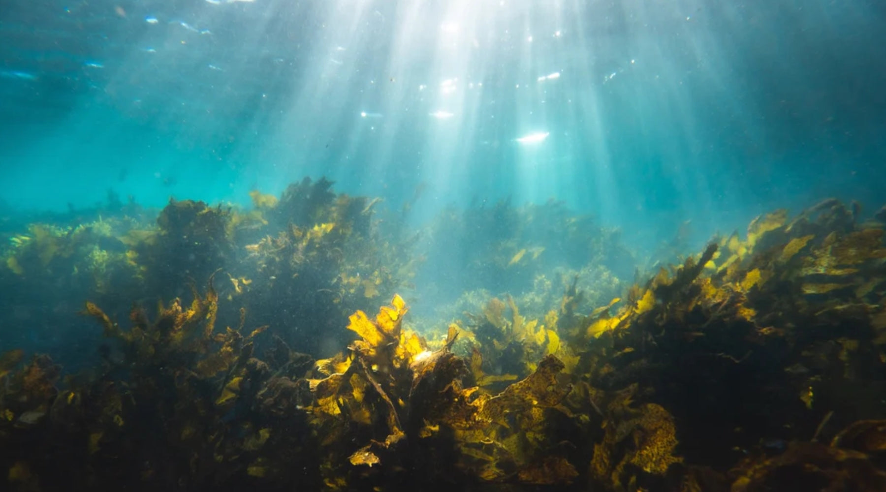 Is Seaweed the Future of Packaging?