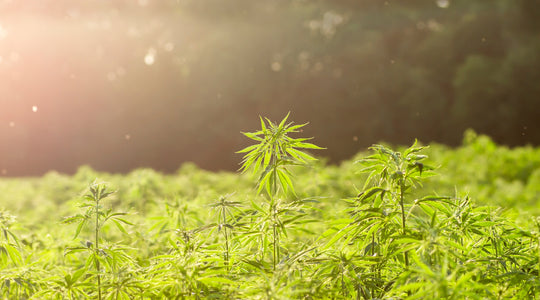Hemp for Humanity🌱Hemp Clothing Benefits