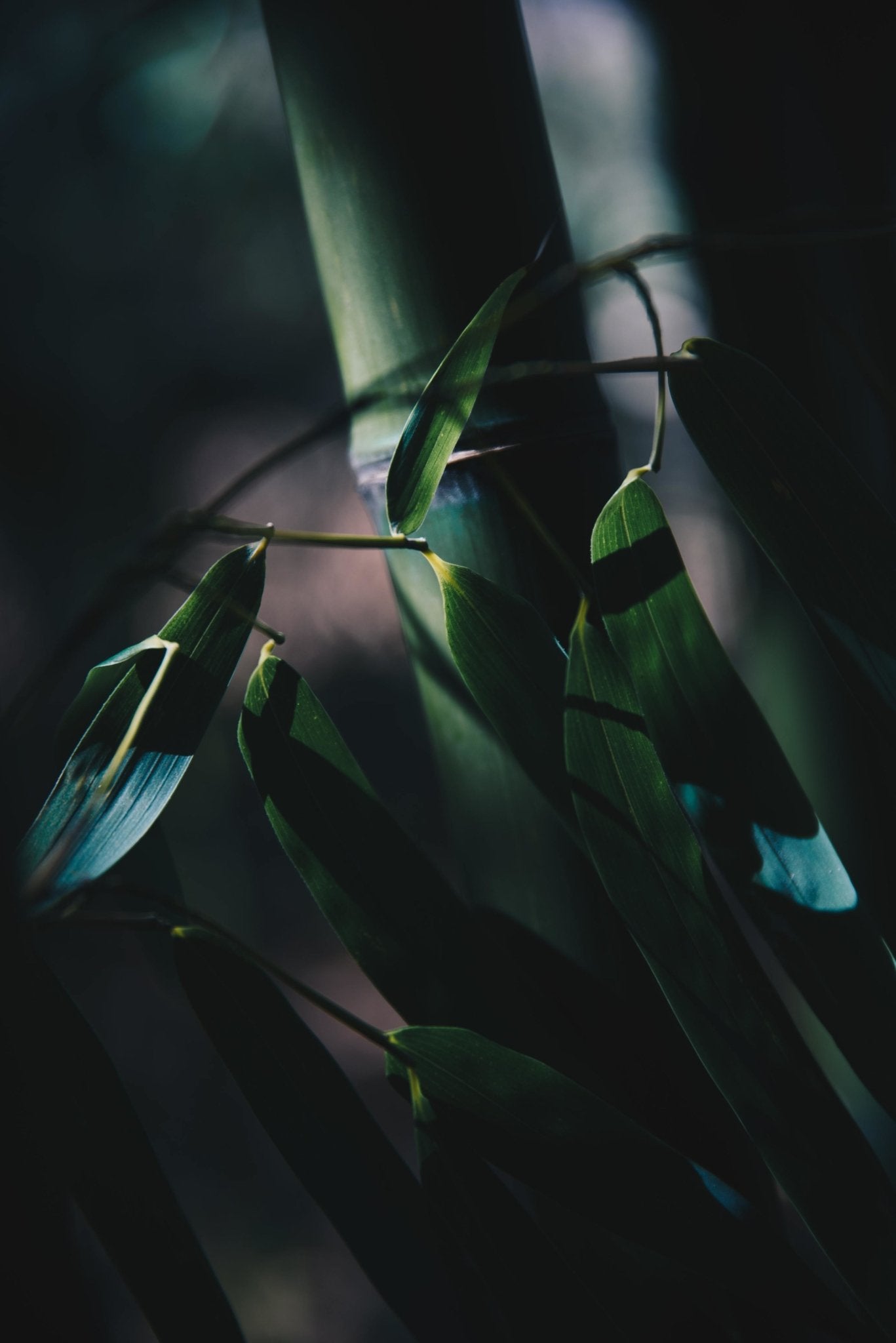 Bamboo | Naturally Canada