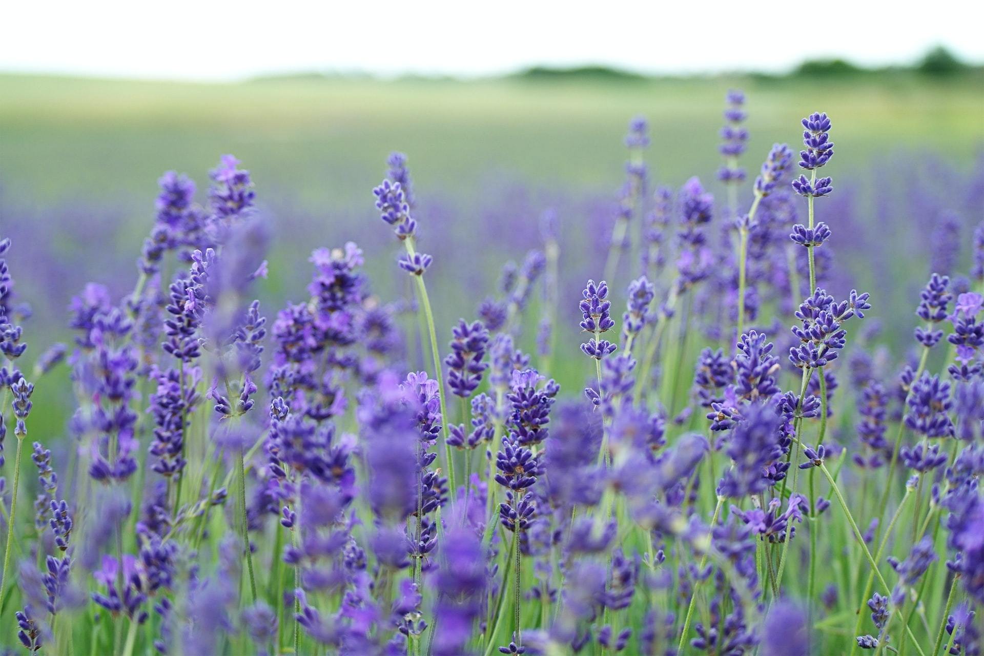 Lavender plants for natural products