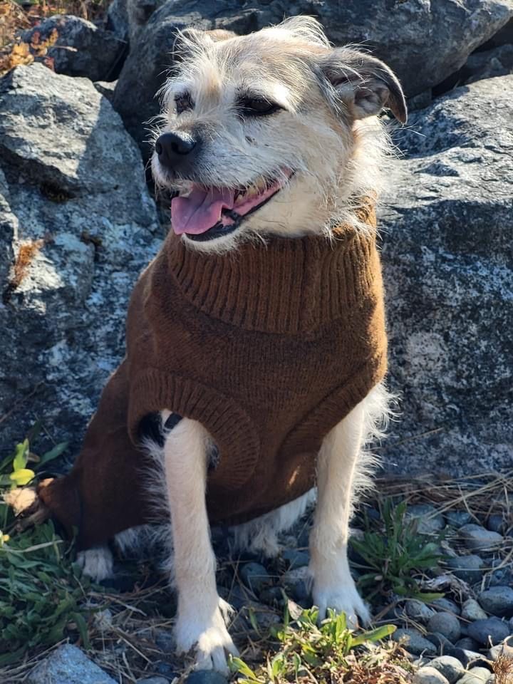 The Walking Dog (sweater for dogs)